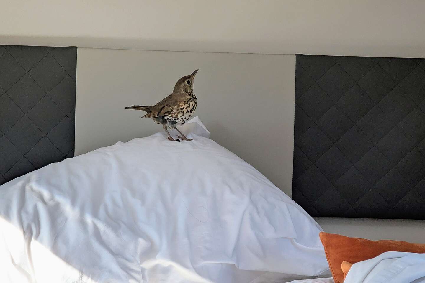 He looks so innocent